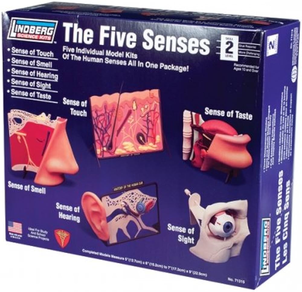 The Five Senses