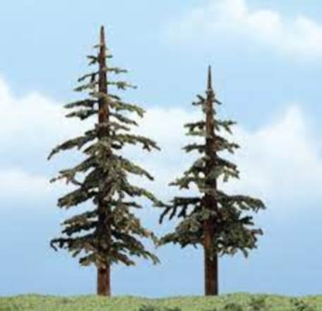 Premium Trees: Lodgepole Med. Size