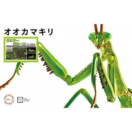 T. Aridifolia Big Mantis (Clear Green)