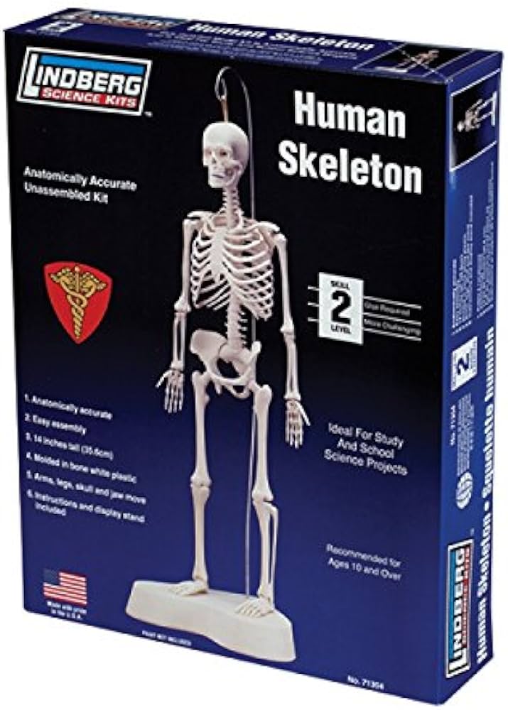 Human Skeleton