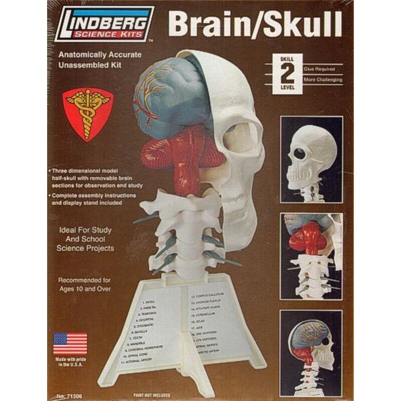 Brain/Skull