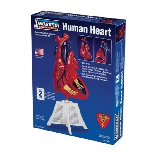 Human Heart