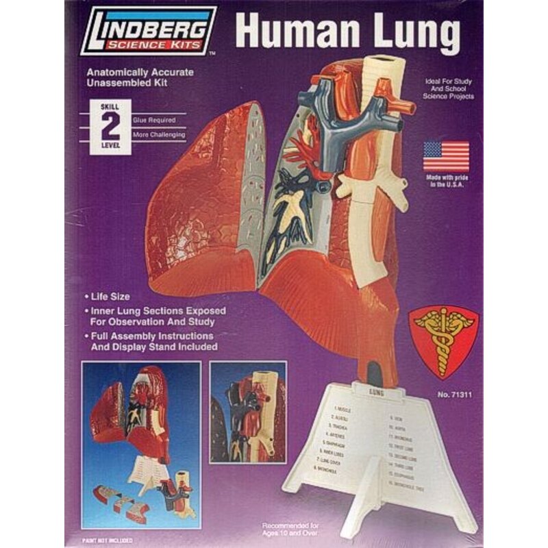 Human Lung