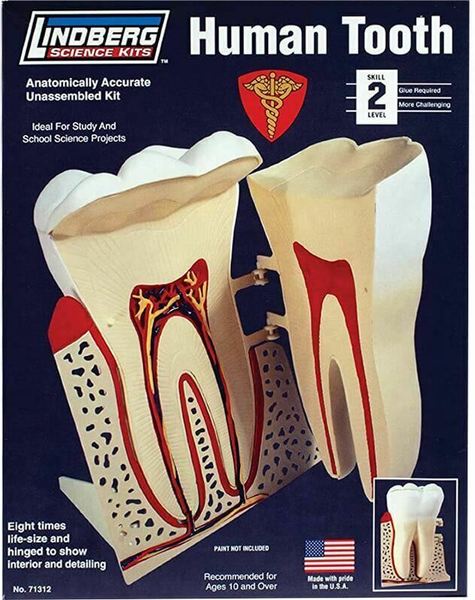 Human Tooth