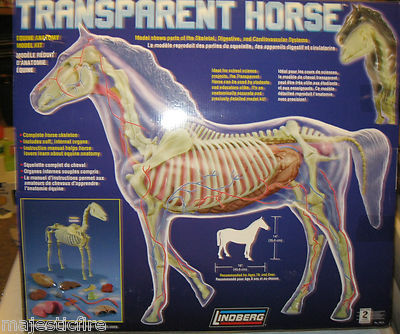 Transparent Horse