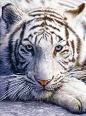 1000 Pc Puzzle: White Tiger Face