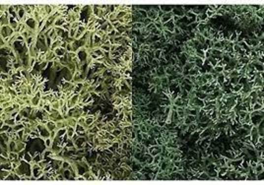 Lichen - Light Green Mix (165 cu. in. )