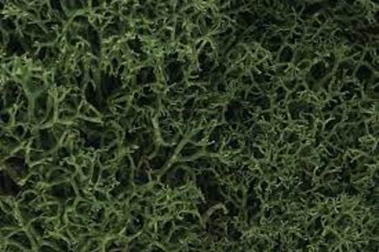 Lichen - Dark Green Mix (165 cu. in. )