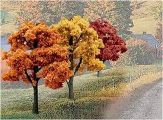 Fall Colors Deciduous Trees (3-5 inches)