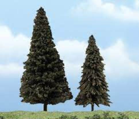 Premium Trees: Evergreen