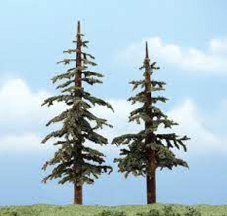 Premium Trees: Lodgepole