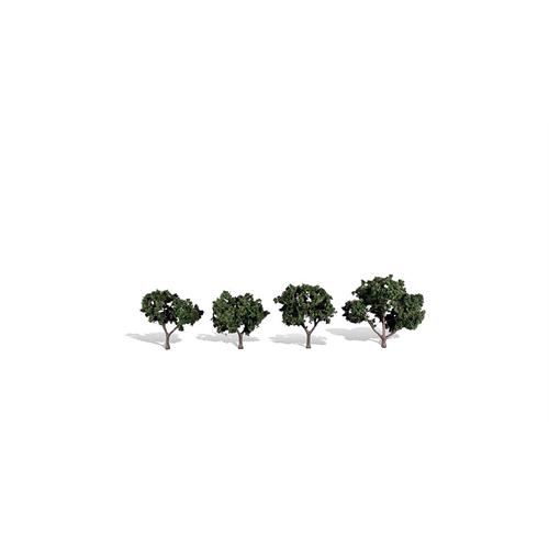 Classic Cool Shade Trees 2 inch