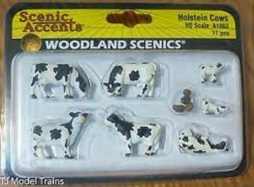 Holstein Cows