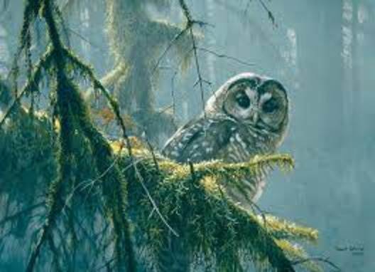 500 Piece Puzzle: Mossy Branches Spotted Owl