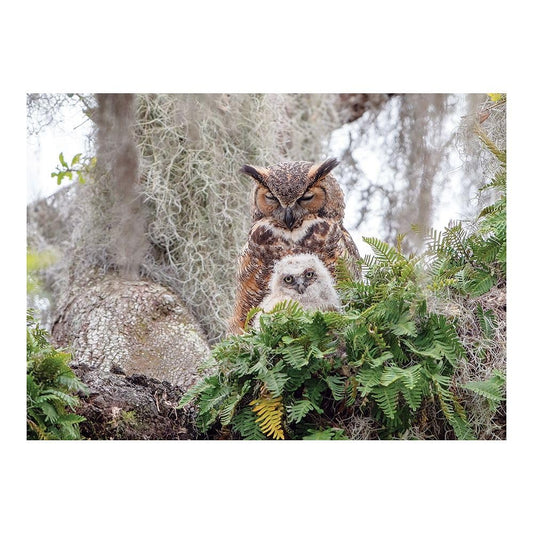 1000 Piece Puzzle: Great Horned Owl